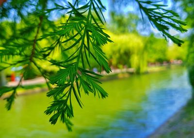 Close-up of pine tree by lake