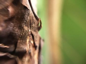 Close-up of lizard