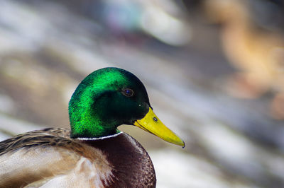 Close-up of a mallard duck bird with amazing bokeh 