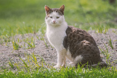 Portrait of a cat on field