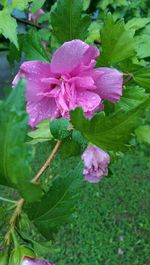Close-up of pink flowers