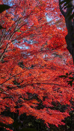 Low angle view of autumnal trees