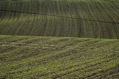 High angle view of agricultural field