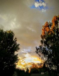 Low angle view of trees against cloudy sky