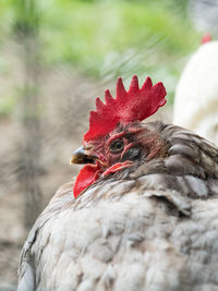 Close-up of rooster