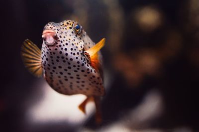 Close-up of fish swimming in sea