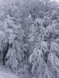 Full frame shot of frozen trees