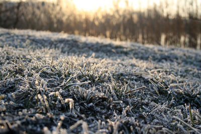 Close-up of frozen grass on land