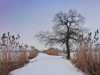 Bare trees on snow landscape against clear sky