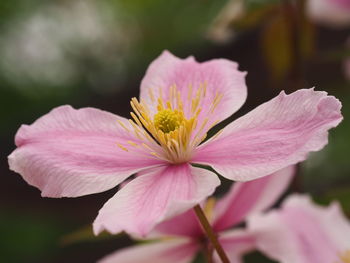 Close-up of pink flower