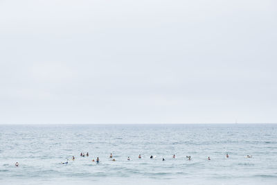 Birds swimming in sea against sky