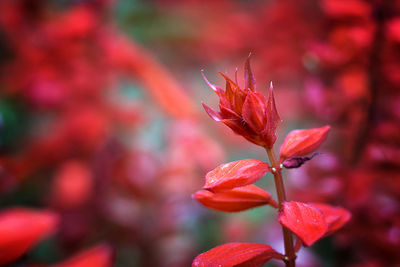 Close-up of red flowers blooming outdoors