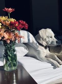 Close-up of a dog on table