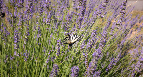 Close-up of butterfly pollinating on purple flowering plant