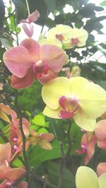 Close-up of pink flowers blooming outdoors