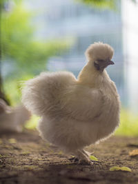 Close-up of a bird