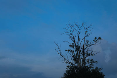 Low angle view of silhouette tree against blue sky