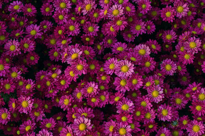 Full frame shot of pink flowering plants