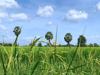 Crops growing on field against sky