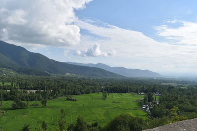 An over view of lush green paddy fields with willow, pine and walnut trees around.