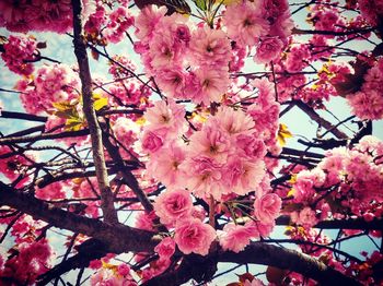 Low angle view of pink cherry blossoms in spring