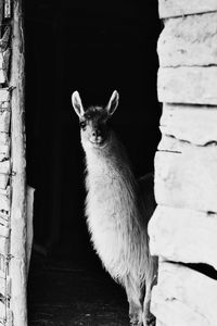 Portrait of cat standing outdoors