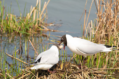 Black headed gull feeding young