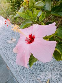 Close-up of pink hibiscus blooming outdoors