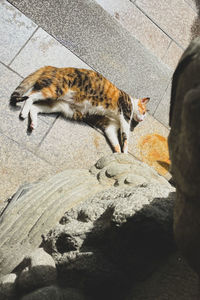 High angle view of cat on rock