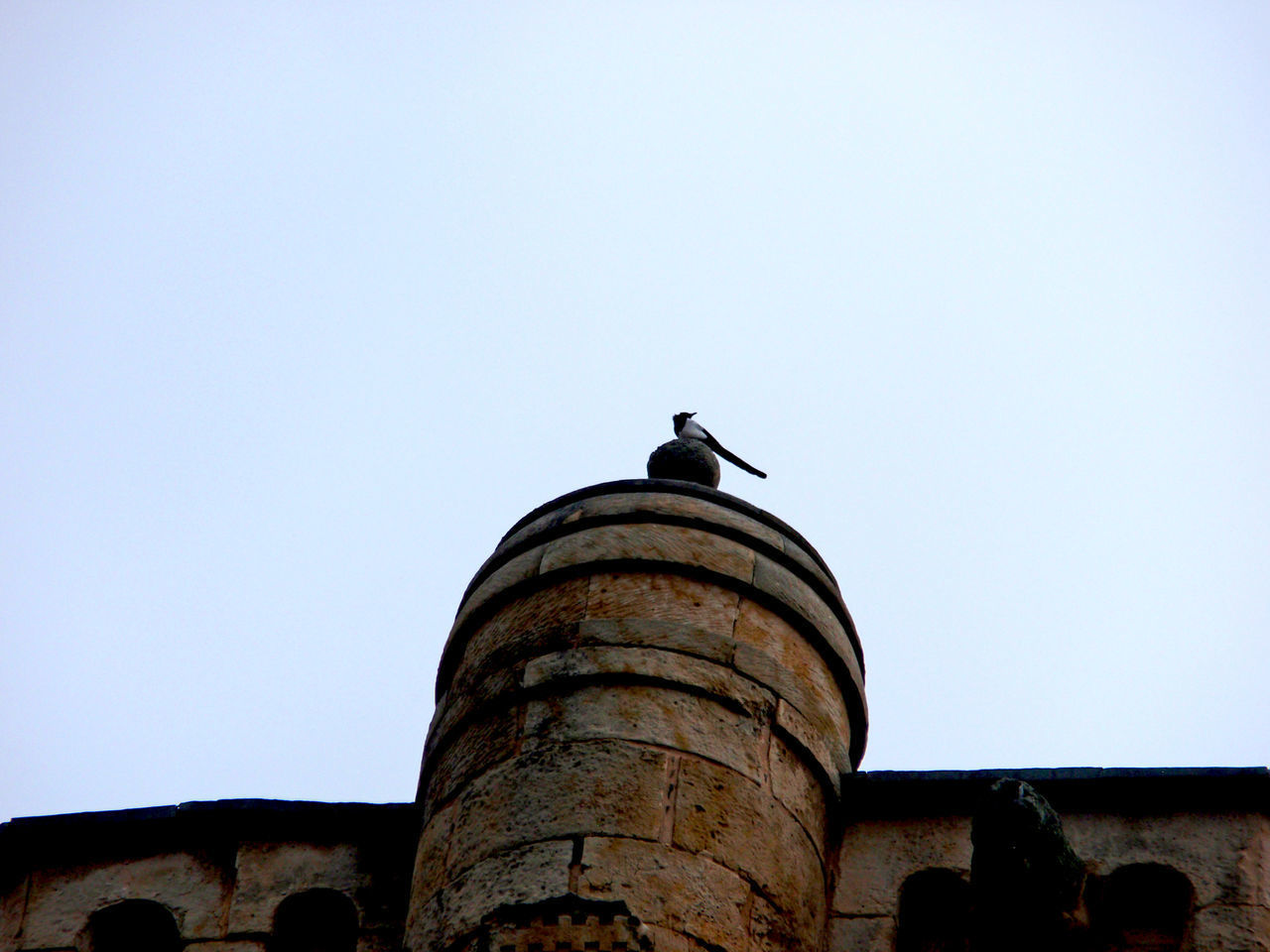 LOW ANGLE VIEW OF BIRD PERCHING ON A BUILDING