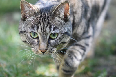 Close-up portrait of tabby cat