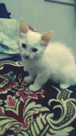 Close-up portrait of white cat