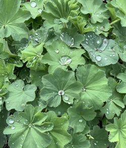 High angle view of raindrops on leaves