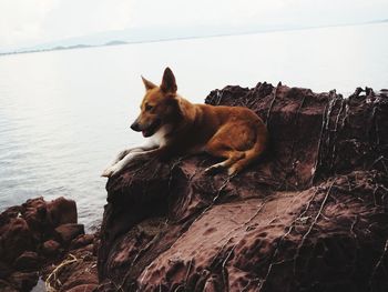 Dog standing on rock against sky