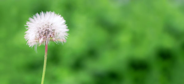 Close-up of dandelion flower