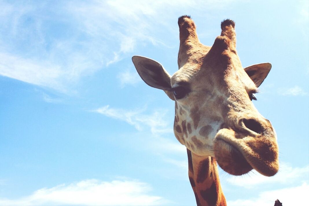 animal themes, low angle view, sky, one animal, cloud - sky, horse, cloud, animal head, blue, nature, day, animals in the wild, outdoors, sunlight, wildlife, mammal, part of, close-up, animal body part, no people