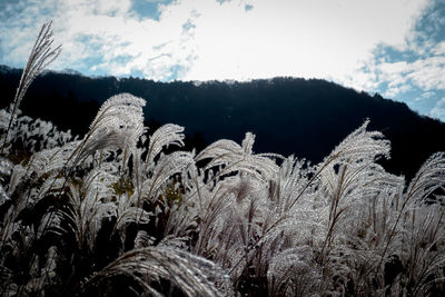 Panoramic view of snow covered land and mountains against sky