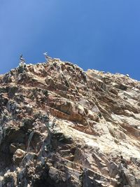 Low angle view of bird perching on rock against clear sky