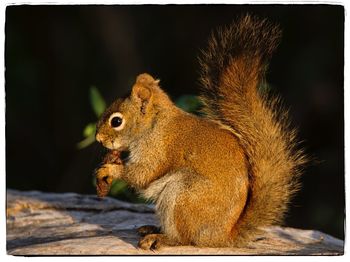 Close-up of squirrel