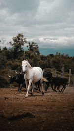 Horses standing in ranch against sky