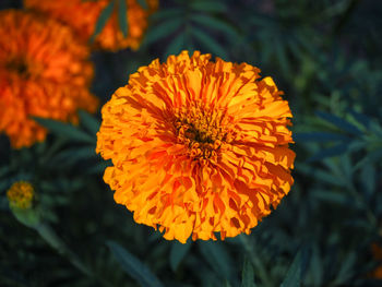 Close-up of orange marigold flower