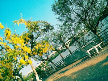 Low angle view of trees against sky