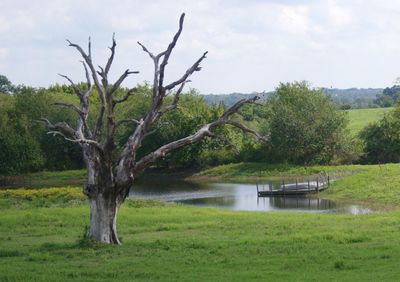 Bare tree by lake against sky