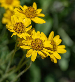 Close-up of yellow flowering plant