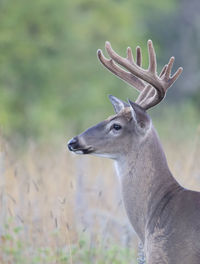 Close-up of deer on field