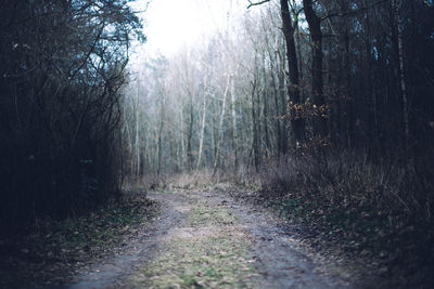 Dirt road amidst trees in forest