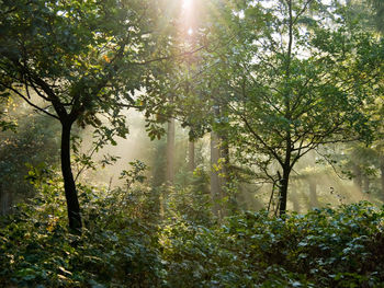 Sunlight streaming through trees in forest