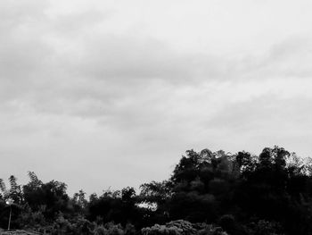 Low angle view of tree against sky