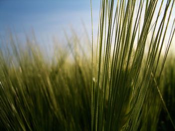 Close-up of fresh wheat field against sky