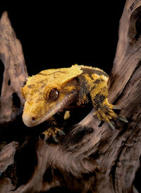 Close-up of lizard